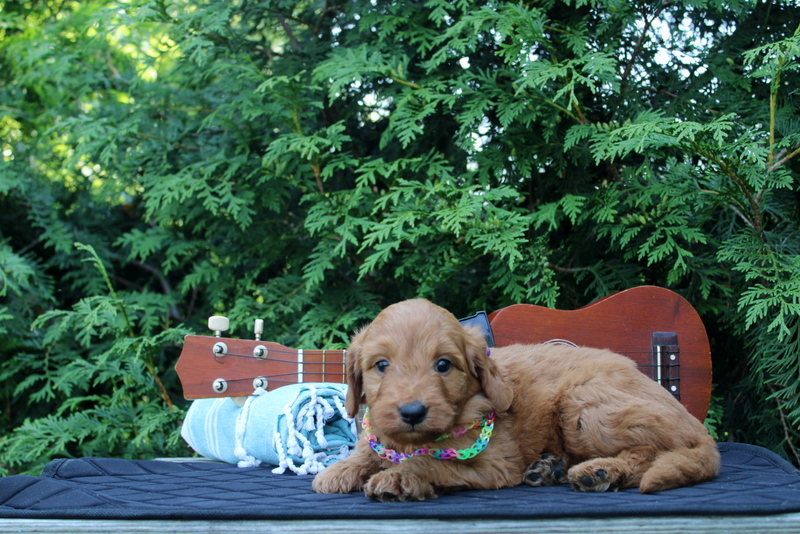 puppy, for, sale, Mini  Goldendoodle, Matthew B. Stoltzfus, dog, breeder, Gap, PA, dog-breeder, puppy-for-sale, forsale, nearby, find, puppyfind, locator, puppylocator, aca